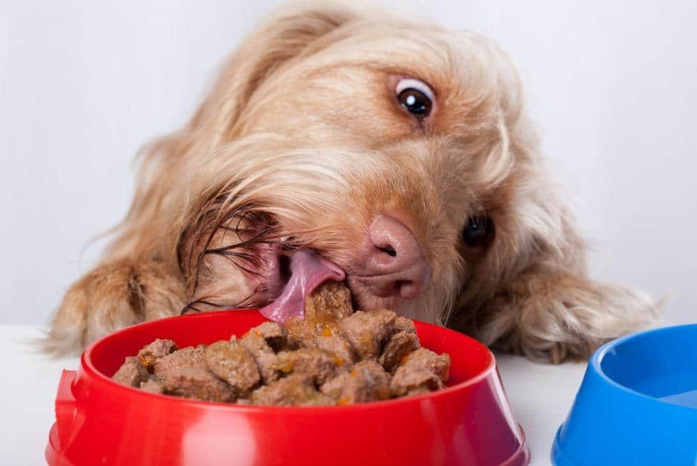 Pet Food Packaging